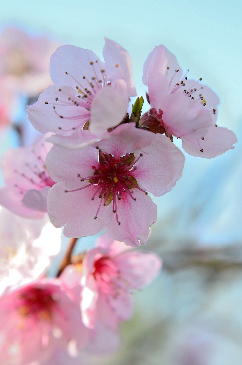 fiori di pesco, spring, colored
